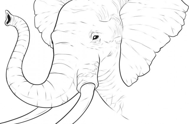 640x420 Tag For Elephant Easy Drawing Learn How To Draw A Baby Elephant