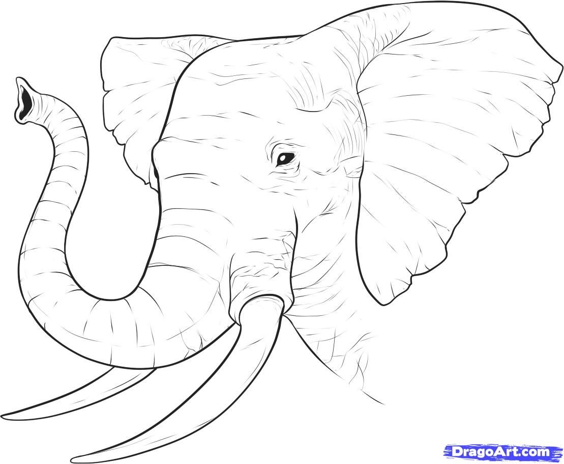 1109x911 How To Draw A Realistic Elephant, Draw Real Elephant, Step By Step