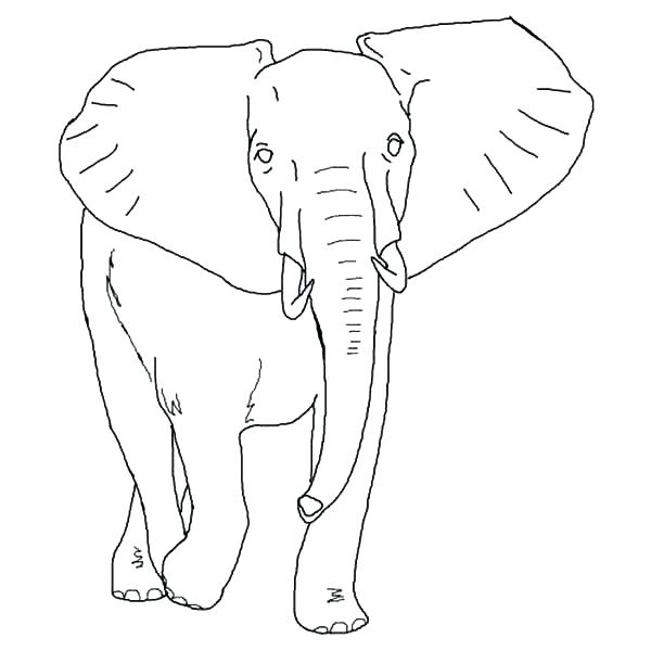 600x600 Elegant Elephant Coloring Pages Print Coloring Pages