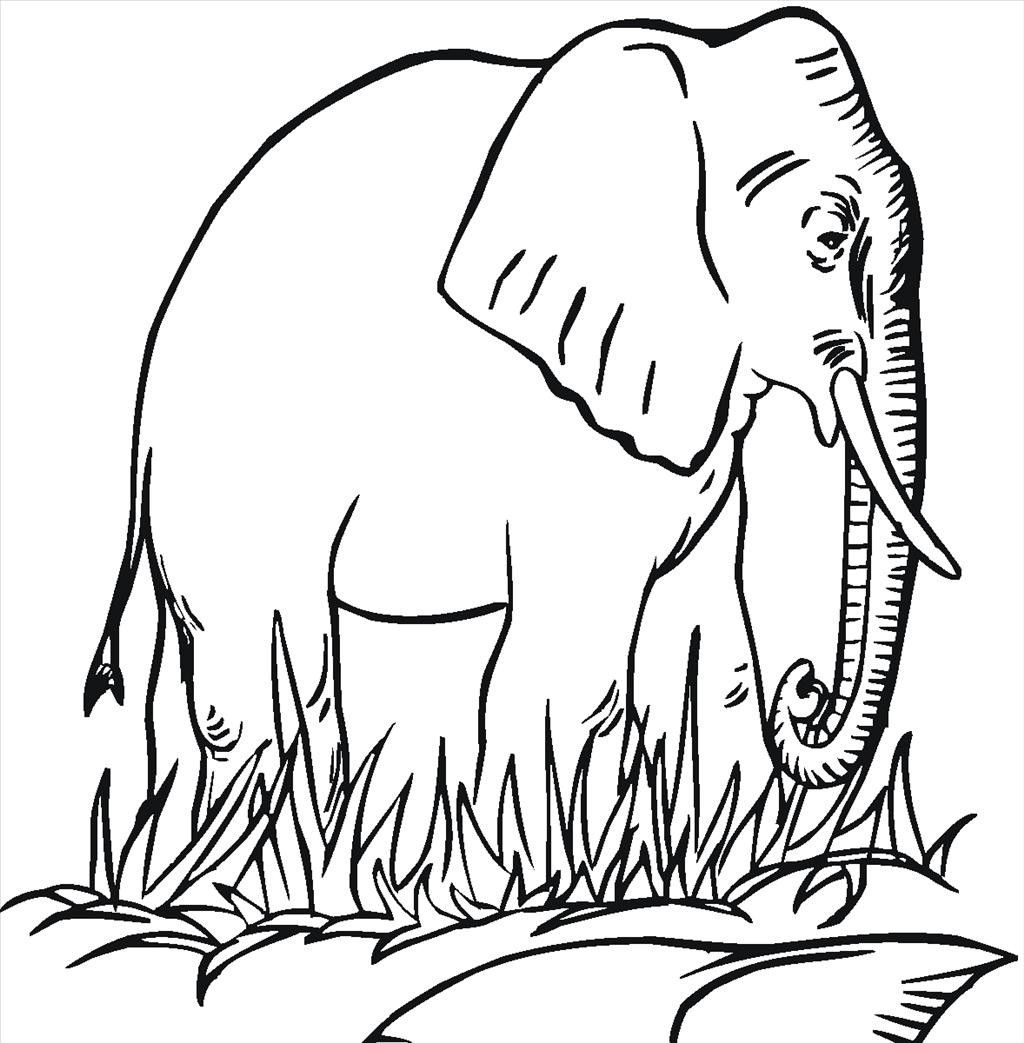 1024x1043 Best Elephant Coloring Pages Wallpaper Unknown Resolutions High