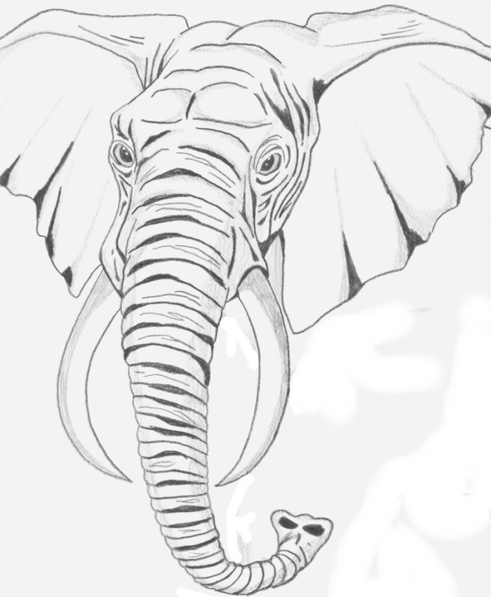 700x851 Elephant Sketch By Dj Vegan