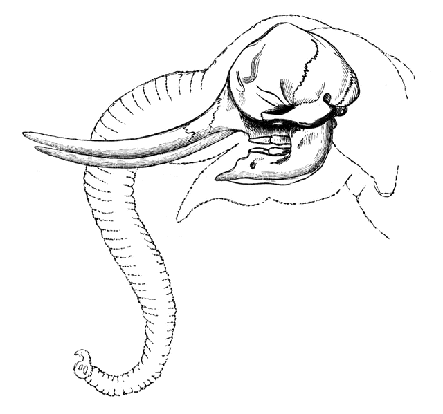 640x599 Elephant Skull Clipart Etc