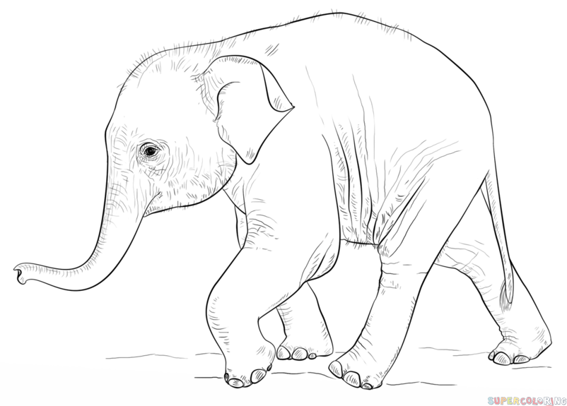 802x575 How To Draw A Baby Elephant Step By Step Drawing Tutorials