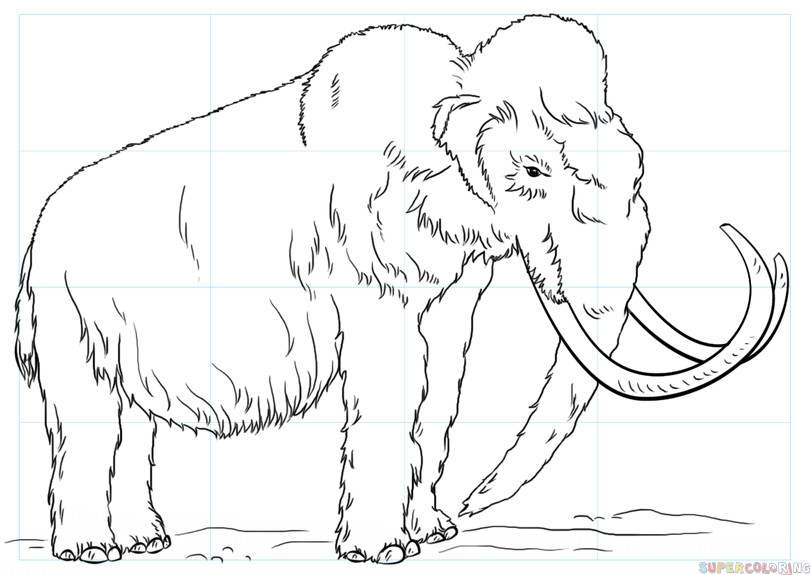 811x575 How To Draw A Woolly Mammoth Step By Step Drawing Tutorials