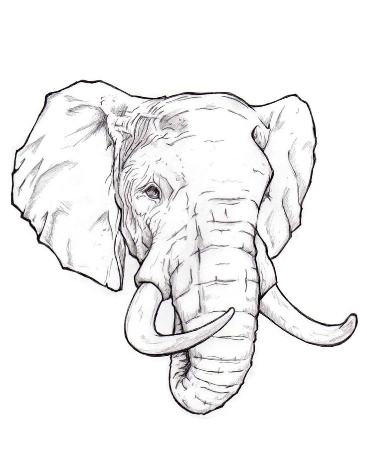 736x920 Photos Printable Elephant Head Drawings,