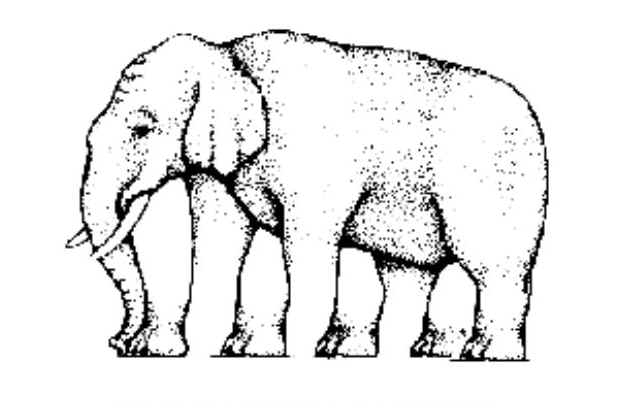 630x408 Classic Elephant Legs Visual Optical Illusion Weird Optics