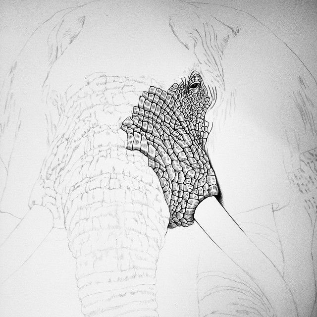 Elephant Eyes Drawing