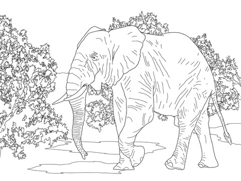 480x360 African Forest Elephant Walking Coloring Page Free Printable