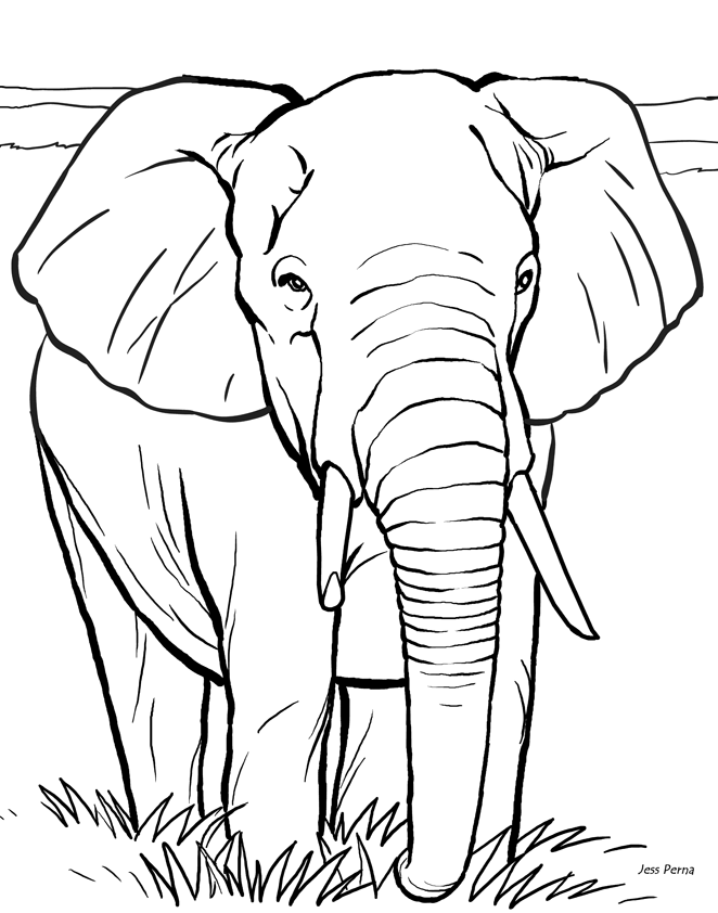 662x842 Elephant Face Coloring Sheet