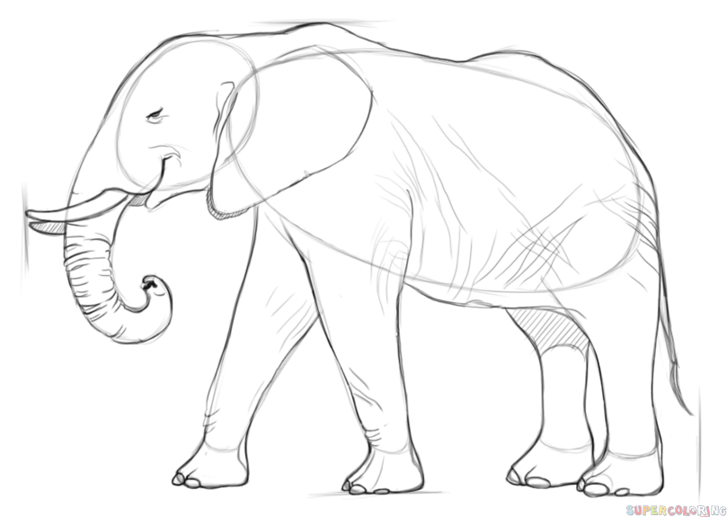 809x575 How Draw An Elephants Face Tags How Draw Elephants How