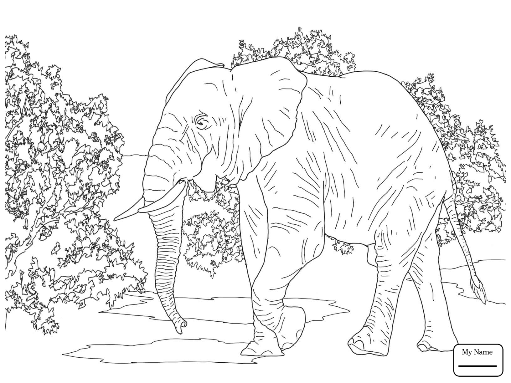 1632x1224 Coloring Pages For Kids Baby Elephant In A Circus Mammals