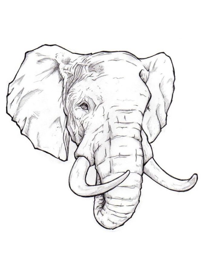 Elephant Front View Drawing at GetDrawings | Free download