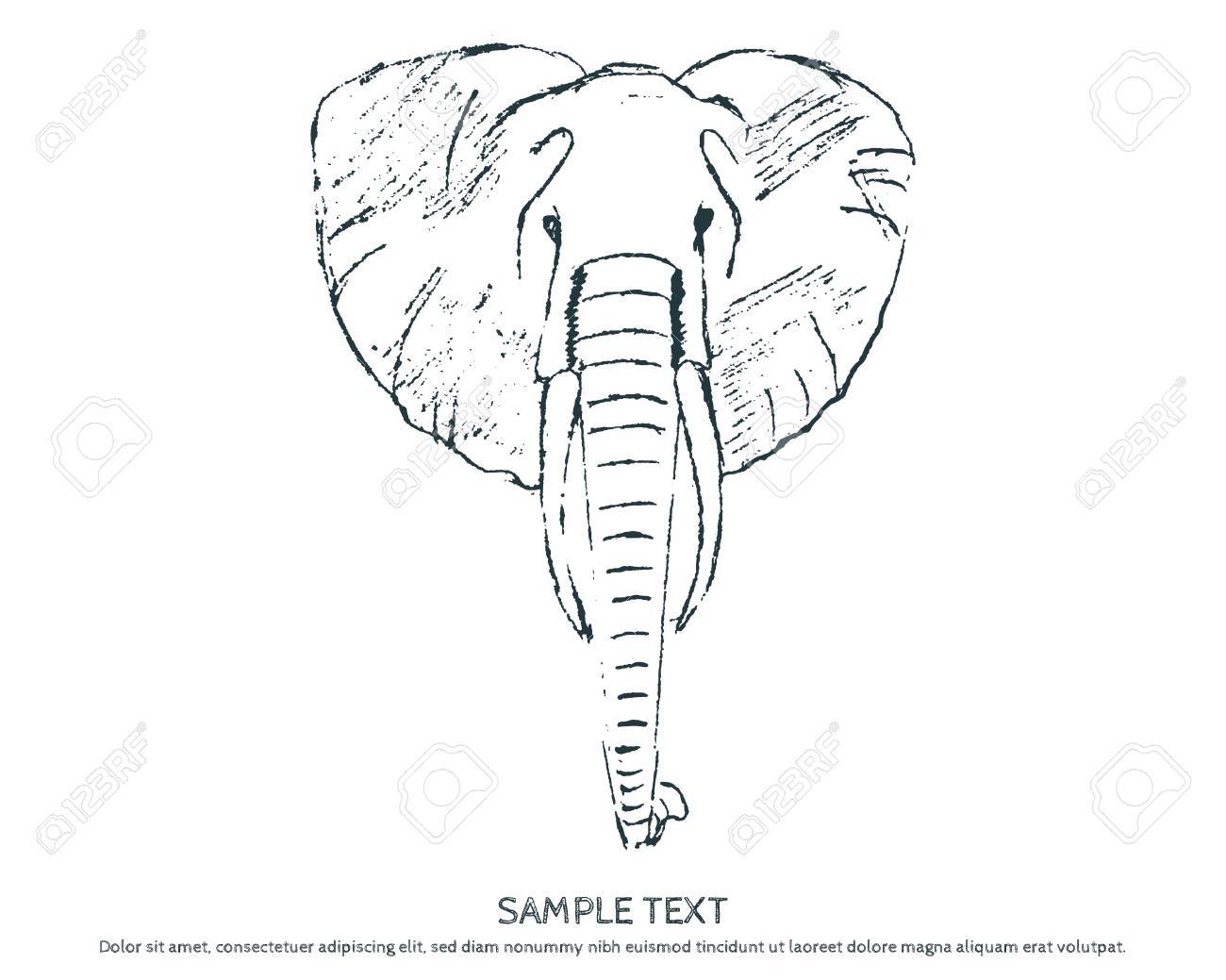 Elephant Head Drawing at GetDrawings | Free download