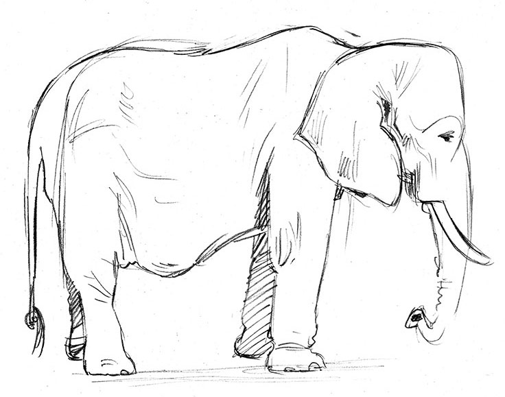 736x579 Elephant Drawings