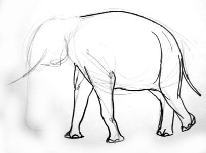 404x300 How To Draw An Elephant
