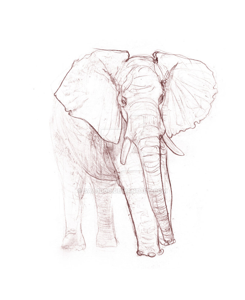 808x988 Elephant Study Sketch By Saa3d0o