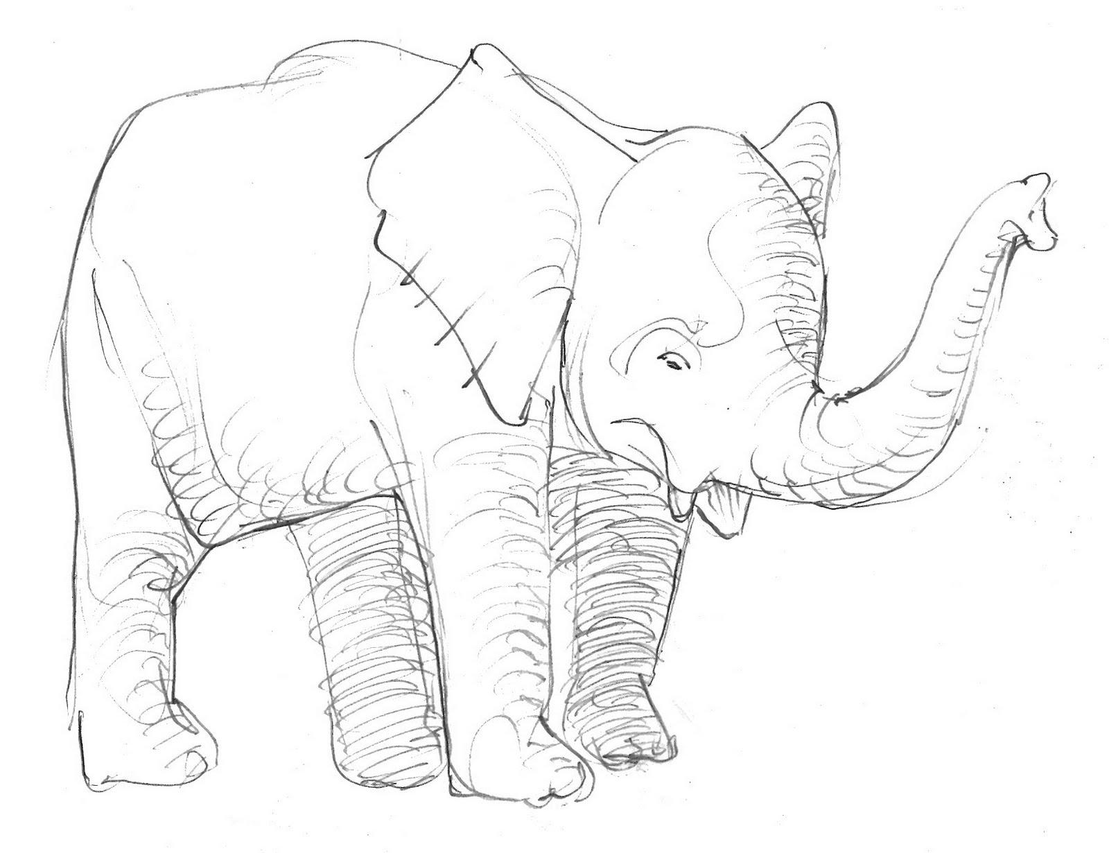 1600x1231 Elephant Drawings Drawing Pics