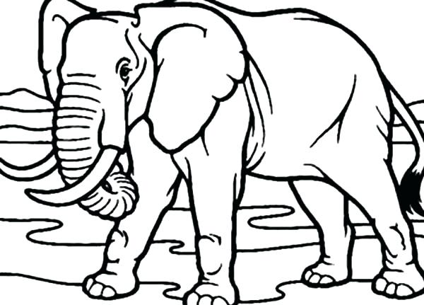 600x431 Elephant Coloring Pages For Toddlers Drawing Sky