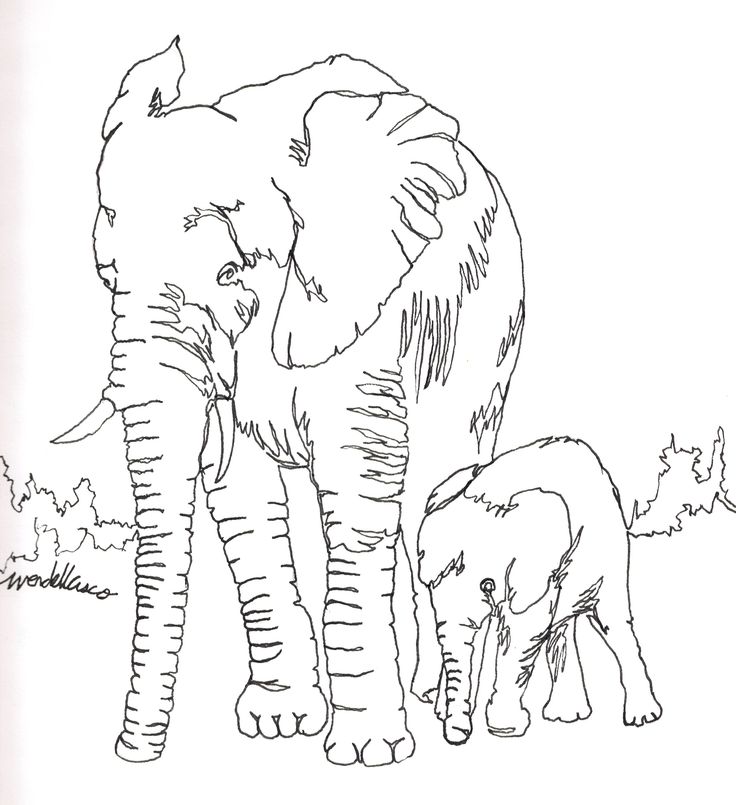 Elephant Pen Drawing