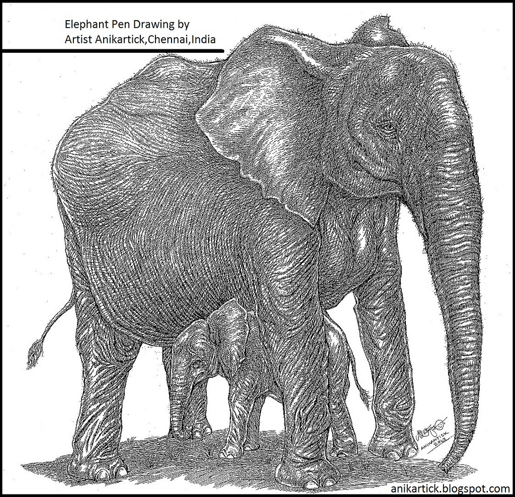 1024x988 Elephant Pen Drawing By Artist Anikartick,chennai,india