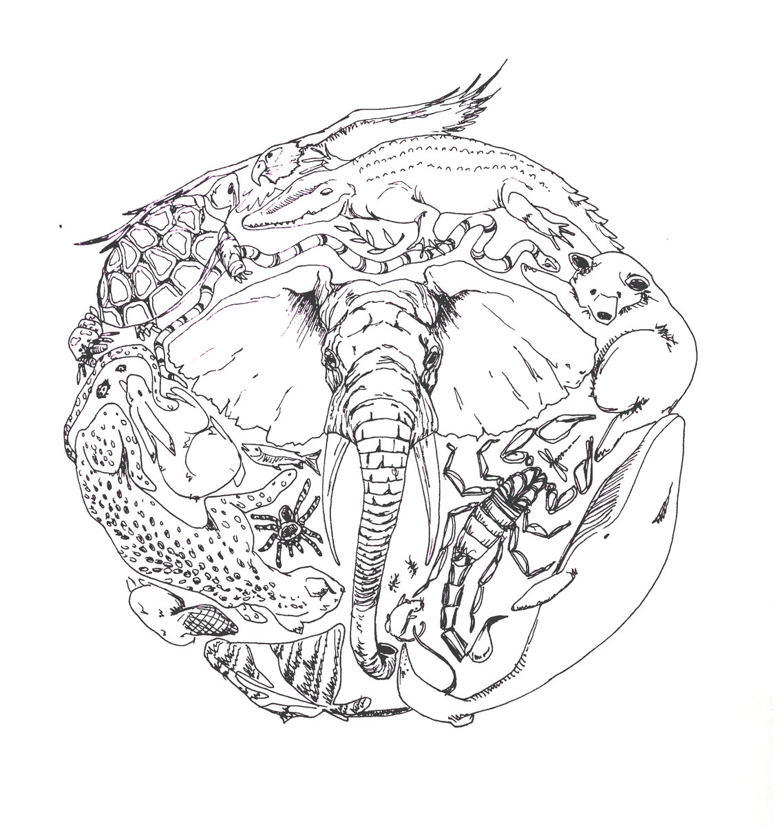 1136x1200 A Drink For You Rare Elephant