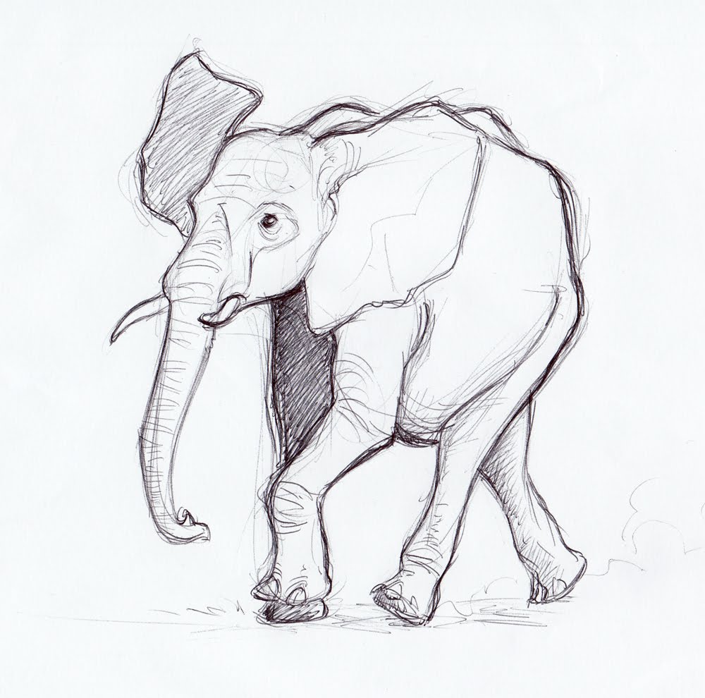 1000x990 Jampix Elephant Sketches