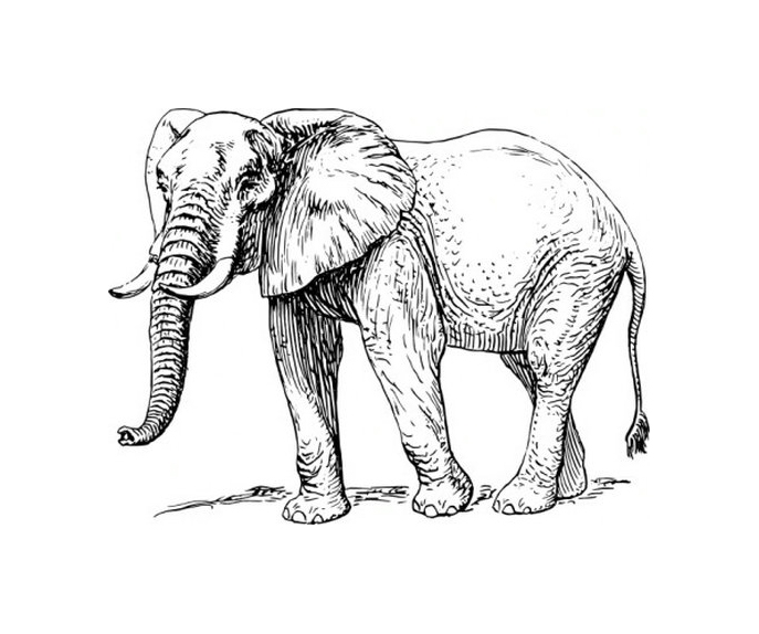 Elephant Profile Drawing at GetDrawings | Free download