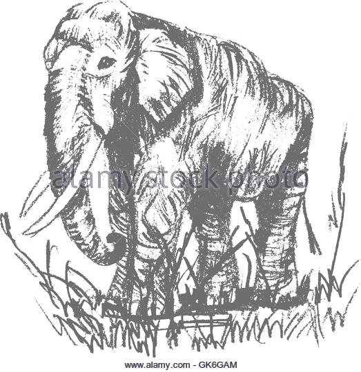 523x540 Tusks Stock Vector Images