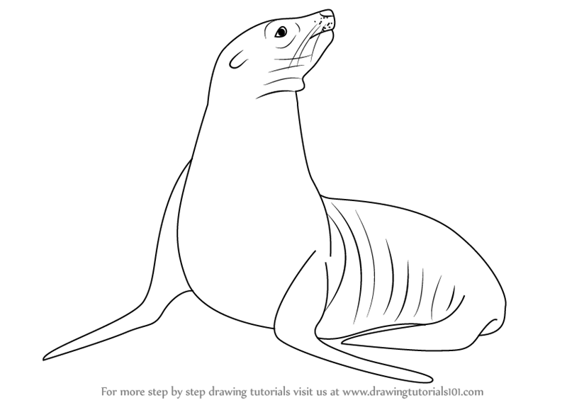 800x565 Learn How To Draw A California Sea Lion (Sea Water Animals) Step