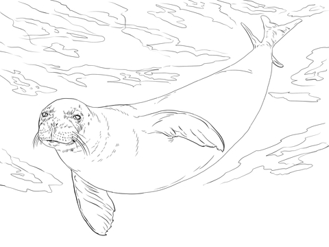 480x360 Monk Seal Coloring Page Free Printable Coloring Pages