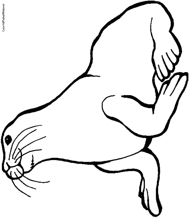 655x756 Seal Coloring Pages