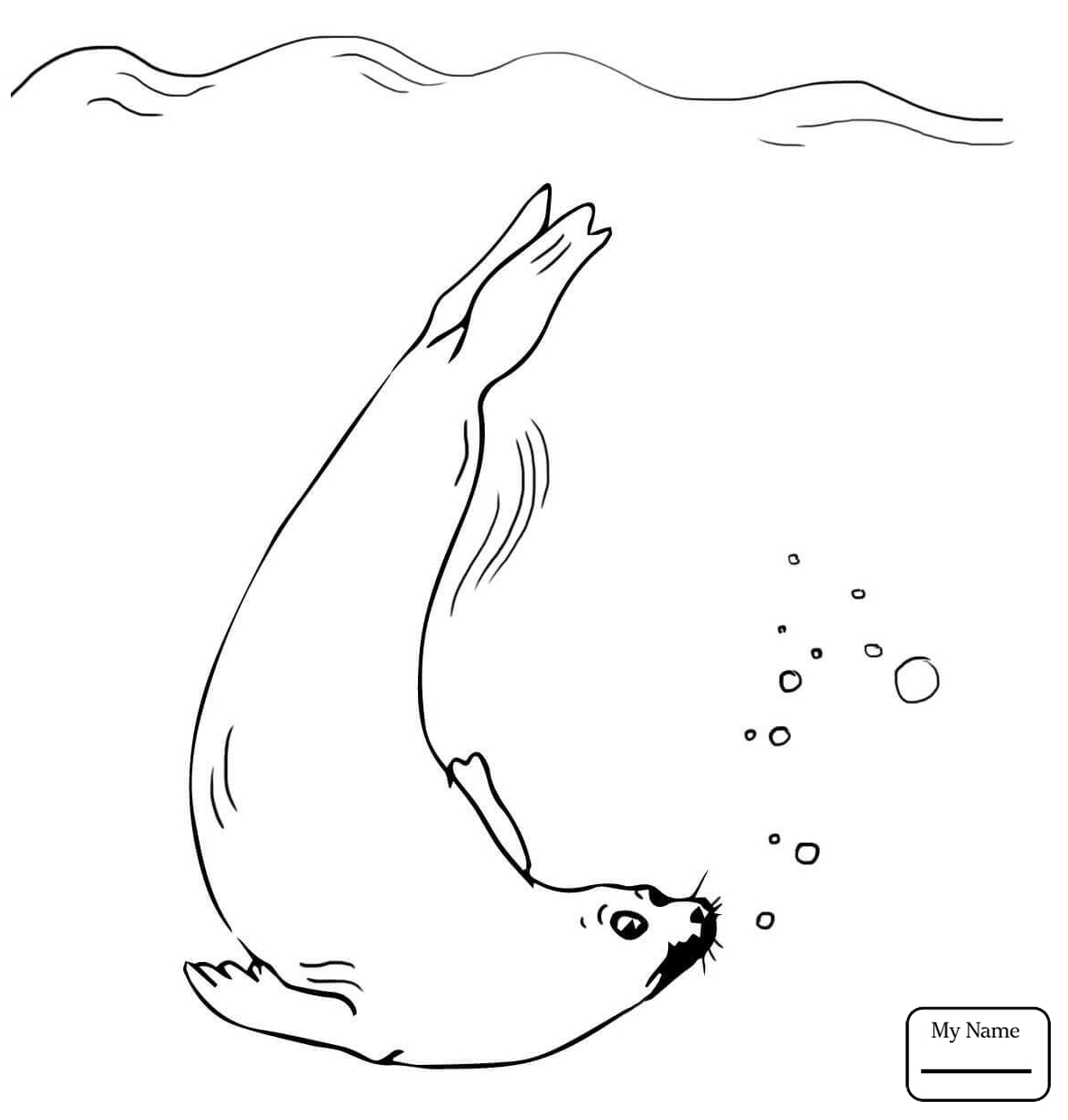 1183x1240 Coloring Pages Mammals Seals Funny Elephant Seal