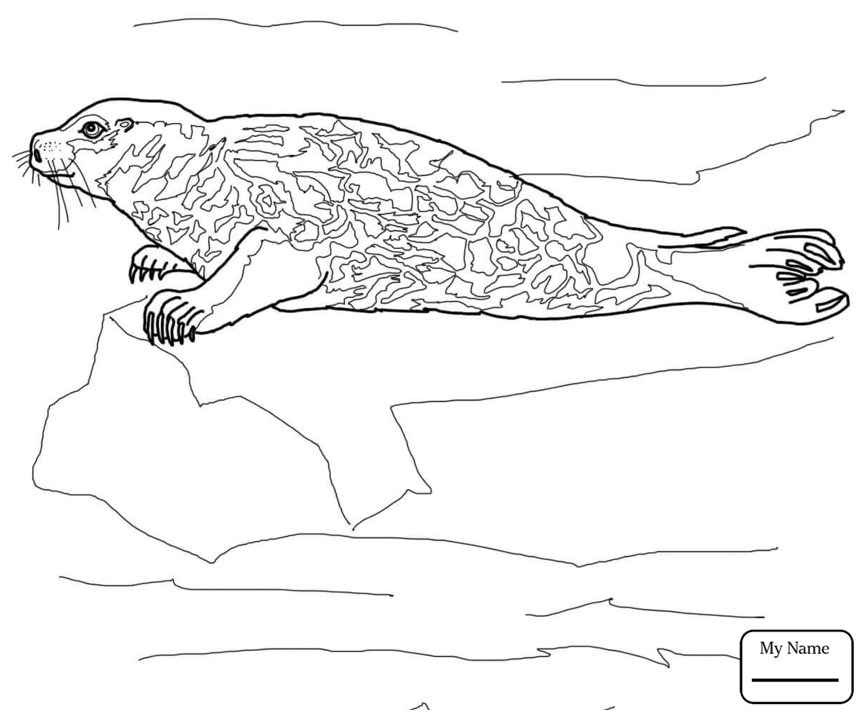 1224x1012 Seals Elephant Seal On The Shore Mammals Coloring Pages