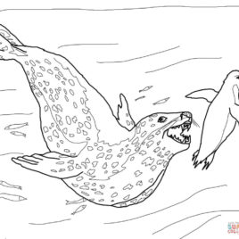 268x268 Elephant Seal Coloring Page Archives