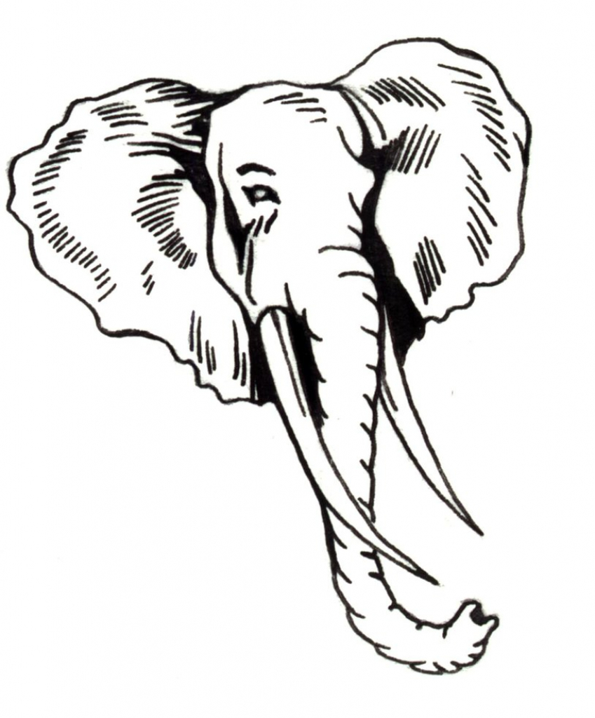 849x1024 Elephant Head Drawing