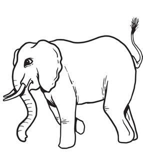 286x310 Image Result For Elephant Side View Drawing Elephant
