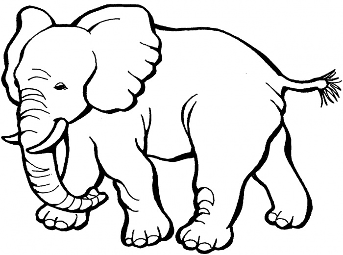 700x520 Coloring Pages. Elephant Color Page