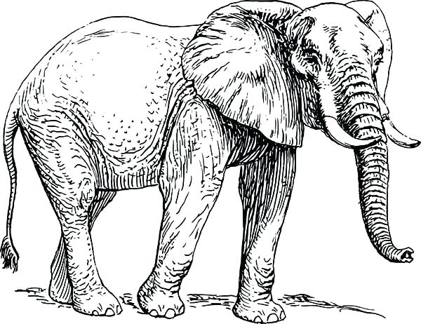 600x462 Elephant Coloring Pages Elephant Sketch Of Elephant Coloring Pages