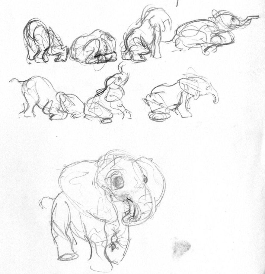 878x910 Baby Elephant Sketches By Liimlsan