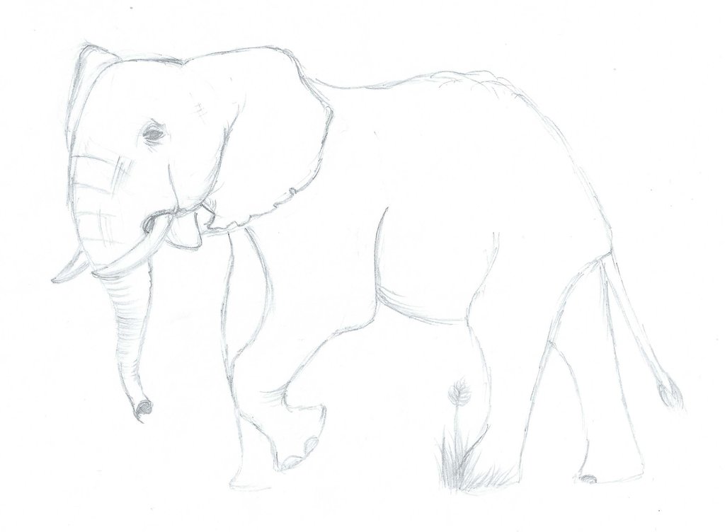 1024x752 Hand Drawn Sketch Elephant By Effervescentelixir