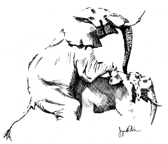 556x479 Joyce's Elephant Drawings
