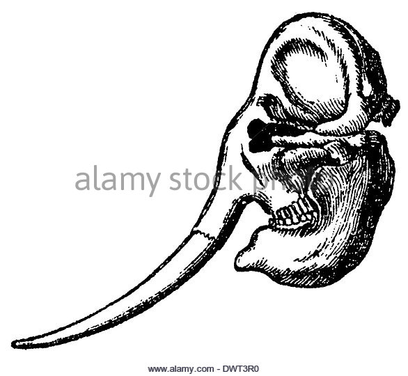 586x540 Old Drawing Elephant Stock Photos Amp Old Drawing