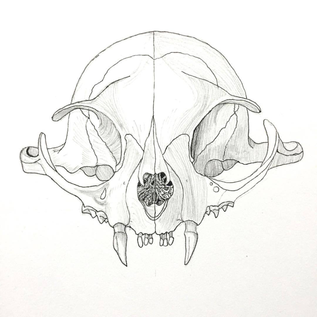 1080x1080 Vishnu Prasad Bat's Skull
