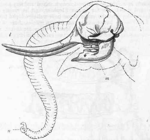 500x469 Cat Skeletal Anatomy Skeletons, Curved Roofs, And Ribs