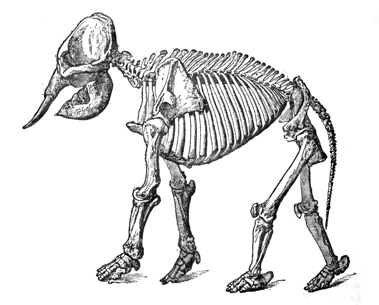 778x626 Random Animal Skeleton Dump