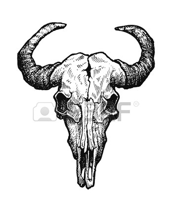 348x450 Buffalo Skull Vector Sketch. Vintage Vector Illustration. Stock