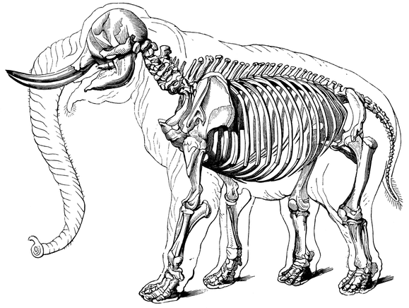 579x436 Comparative Anatomy