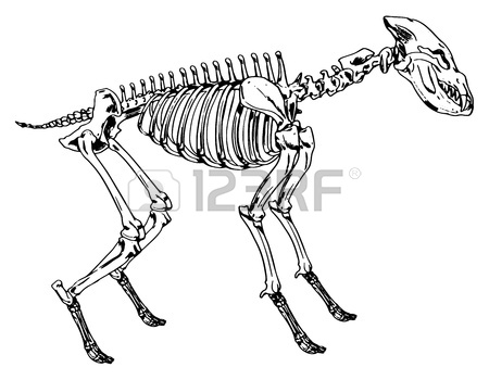 450x350 Diagram Of The Elephant Skeleton Royalty Free Cliparts, Vectors