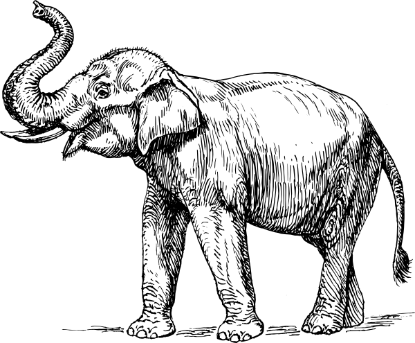 600x495 Indian Elephant Clip Art