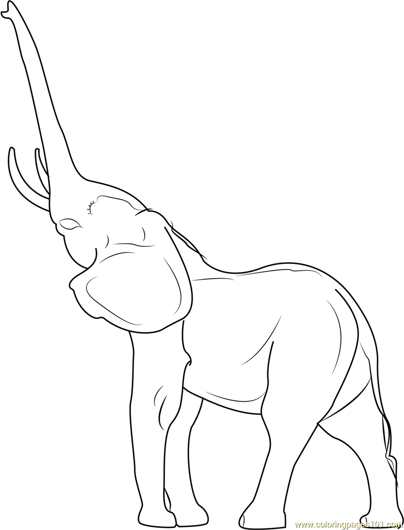 799x1048 Young Indian Elephant Coloring Page